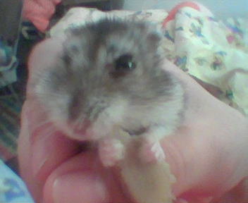 why are you loocking at me? - i'm verry beautiful