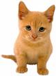 cute kitty - the cute little kitten i once had, this is not the exact picture of my kitten but she looks the same as mine.