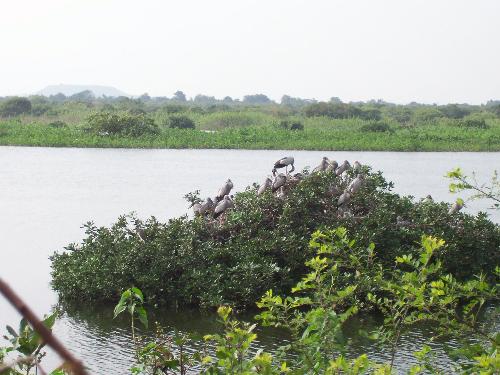 Nelapattu - Photo of Nelapattu bird sanctuary