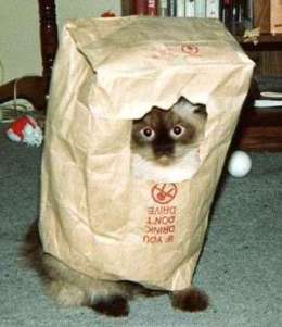 Trick or Treat Kitty - Anyone giving out cat treats this year/