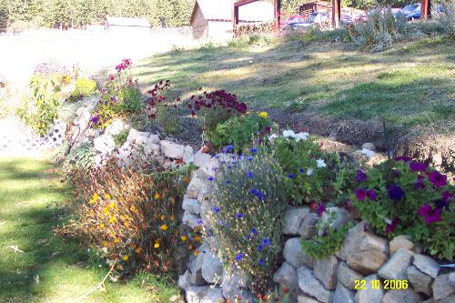 my rock wall - Here is a picture of my rock wall, This is my first year and I have some mum's, pansy's, lupins, zinnias, asters,and lots of nastursums that trail off the wall. I have strawberries on there too, they do really well and and the runners hand down and catch in the rocks. Next year I am going to go with some more mums for the fall colors, and build up the rock crest, the pinks, and my favotite soap wart. I have one soap wart  that it about 3 feet accross and hangs down 3 feet. It is exceptional. I also have 4 kinds of daisy on the wall. finding stuff that blooms at different times and fits all together is a challange but i am getting there.