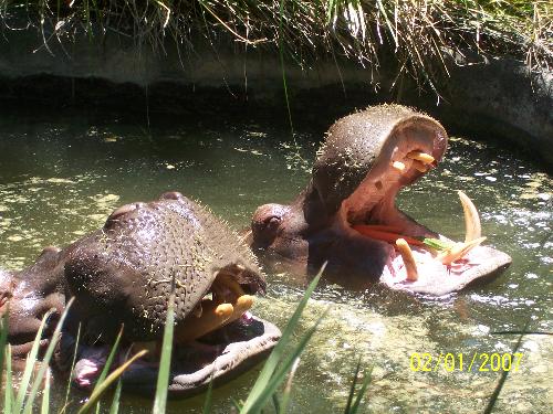Hippos at adelaide zoo - a pic of the hippos getting fed that i took at the adelaide zoo last week