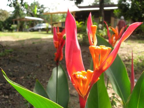 Flowers - This picture taken from my trip to local island in Malaysia. It just so beautiful and I took it and share with all you guys especially the flowers lovers!