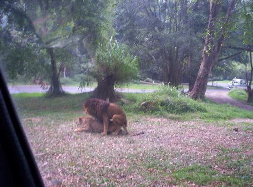 hot lions! - I have seen this with my two naked eyes! and For real! How lovely the couplation is...