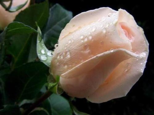 Pink colour rose - I like pink colour of rose. This rose is for you dear.