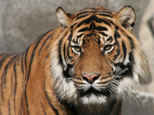 the ferocious tiger - national amimal of india