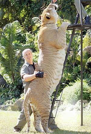 Liger - the combo product of lion and tiger....