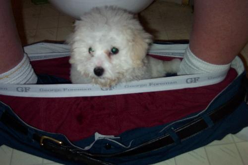 Our little pup! - Roxy being playful in mans pants while going to the bathroom.