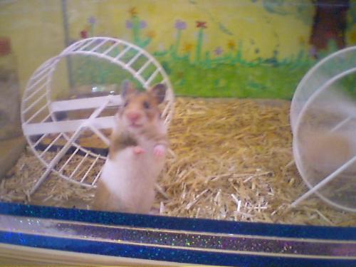wat u lookin at ????? - this is my hamster named 'esa'....