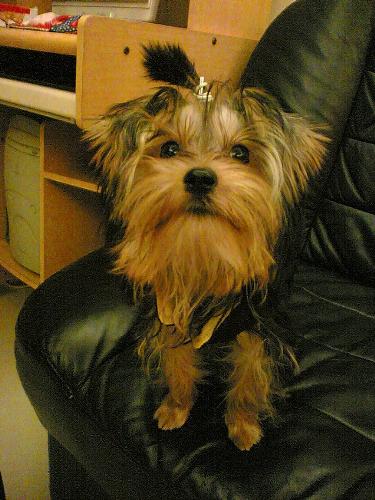 my dog - This is m lovely dog~