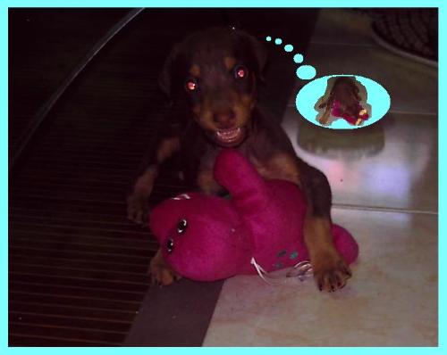 Doberman Pinschers - Sophia @ 1 and a half months old. Wrestling with Barney.