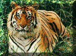 tiger 2 - I love the wild animals