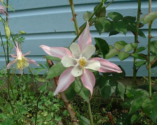 flowers - pretty flower i grew in front of my home