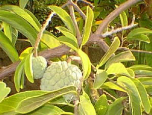 Atis - Atis ( Annona Squamosa) ( Sugar Apple). the most widely grown of all the species of Annona, has acquired regional names: Anon ( Bolivia, costa Rica, Cuba, Panama); Anonde azucar, anon domestico, hanon, mocuyo ( Colombia); anona blanca ( Hondoras, Guatemala, Dominican Republic); anona de castilla ( El Salvador); anona de Guatemala ( Nicaragua); applebush ( Grenadines); ata, fruta de conde, fruta de condessa, frutiera deconde, pinha, araticutitaia, or ati ( Brazil); ates or atis ( Philippines); The original home of the sugar apple is unknown. It is commonly cultivated in the tropical South America, and in the Philippines and use as a flavouring for ice cream. The Spaniards probably carried seeds from New World to the Philippines.