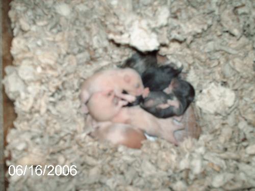 Hamster babies - 6 day old hamster babies.  Mom was tri-colored, dad is a cream silk.