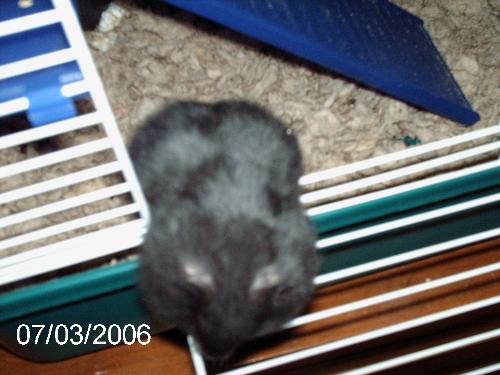 young hamster - Black longhaired youth hamster coming out of his cage with his cheek pouches FULL!