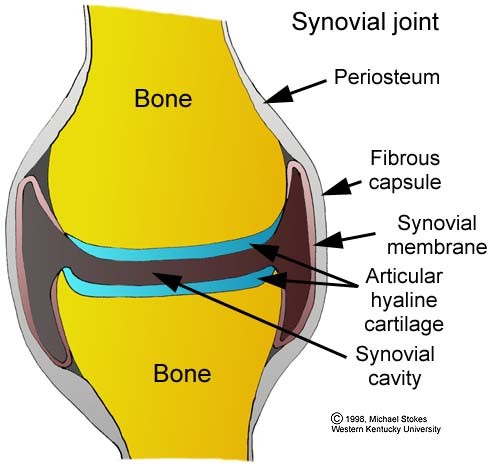 joint - caricature of a joint (synovial)