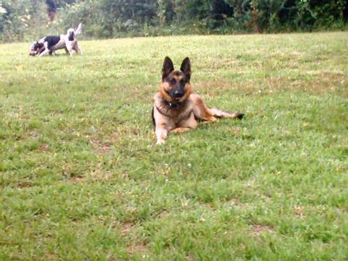 German sherperd dog - This is a picture of my german sherperd. German sherperd dog - This is a picture of my german sherperd.