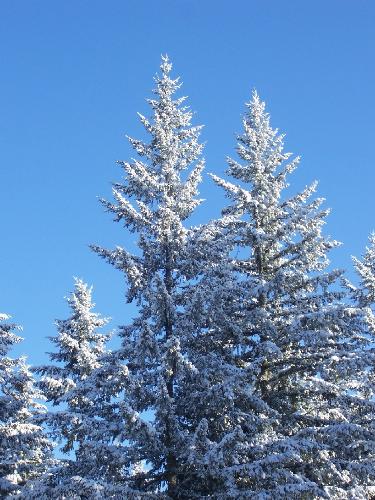Winter - This is a picture taken from our backyard. I love the way the sun hits the trees and refeclects off the snow, not to mention the beauty of the snow blanketing the branches!