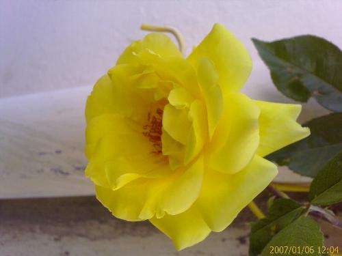 a friend ship rose for you too - rose