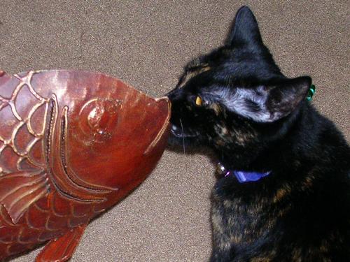 Attack of the kitty!!!! - Even though the fish is obviously not edible, little Jasmine still tries to eat it :)