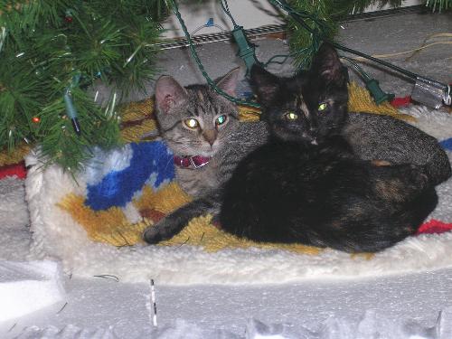 Christmas Kitties! - Cute lil kitties in the christmas wreath!