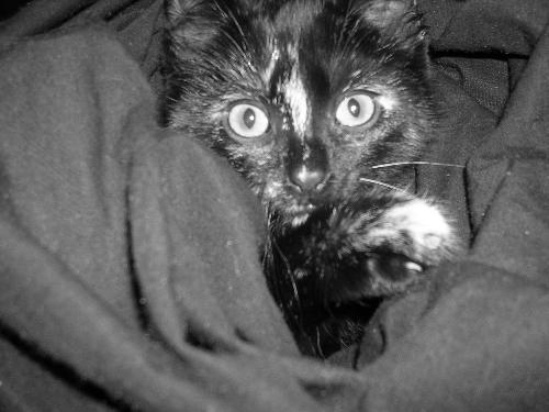 Black cat - I love this picture.  Shes absolutley fabulous.  Check out the other kitty pictures :)