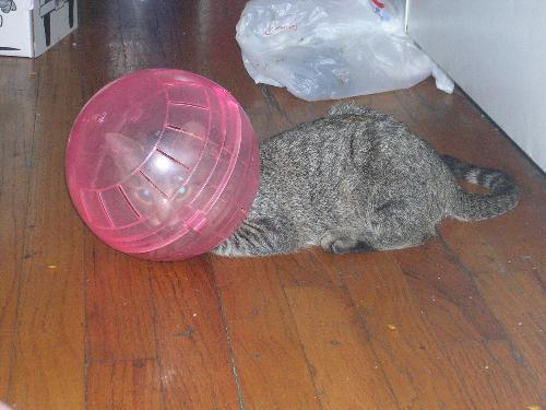 Cat with head stuck in hamster ball! - Geez.. I don't even know how to get started on what happend here.  No one got hurt, but it was hilarious :)