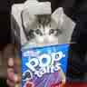 Isn't he cute in that pop tart box? - Cats are naturally photgenic and can be used in lots of many ways with patience.