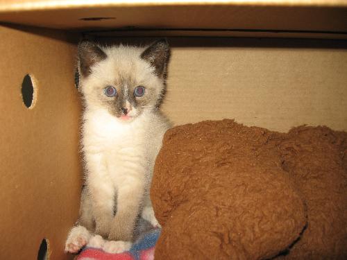 juju kitty - my newest baby