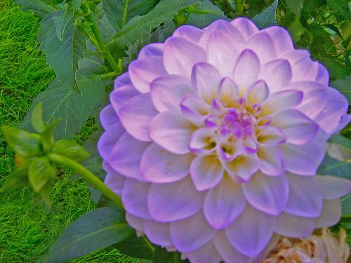 flower 02 - i love flower....