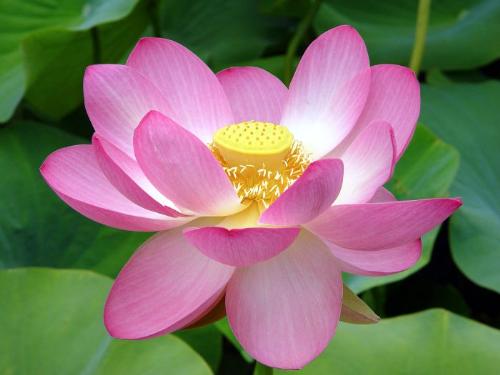 flower 01 - I love flower....