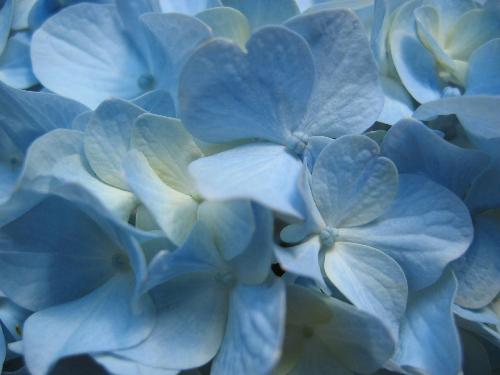 flower 03 - I love flower....