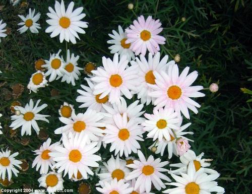 flower 04 - i love flower.......