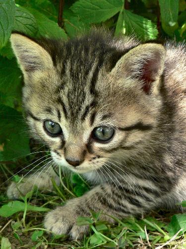 kittys - I love kittys