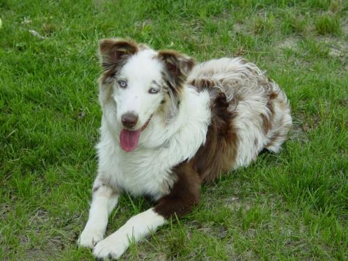Our Australian Shepherd - Our dog...