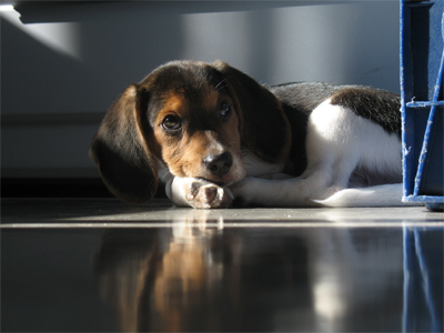 Wendell Rupert - Wendell, lying on the kitchen floor, by the stove, at about 3 months old.  He doesn&#039;t usually cooperate for photos and tries to attack the camera, so this photo was quite delightful.