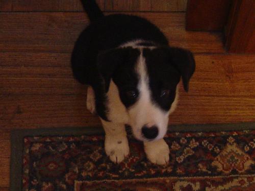 My pup - My Border Collie pup