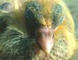 birds - lovely