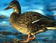 birds - cute