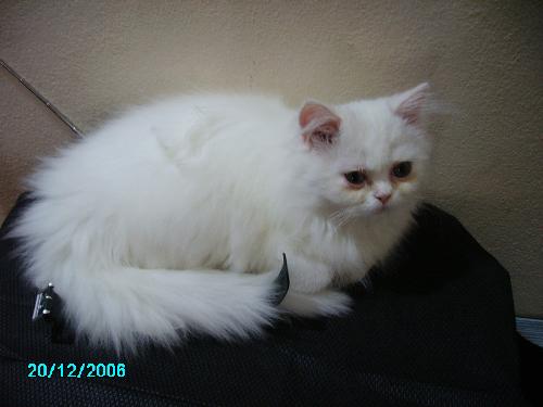persian cat - persian cat