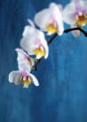 A flower - My flower collections.