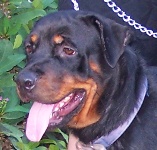 my rott - This is my rottweiler  She is very sweet and protective of her master She is a year and a half now She is sired by both grand champions  She has 11 pups now