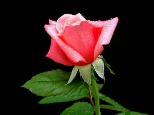 Rose - I too loves red roses.This rose is for you.