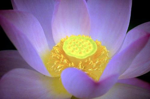 lily - ...the lily