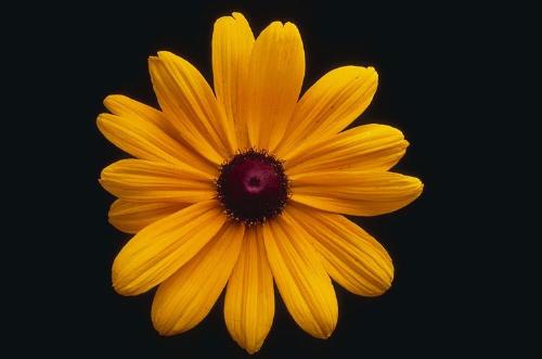 ..the yellow flower - ..the magnificient yellow showing friendship