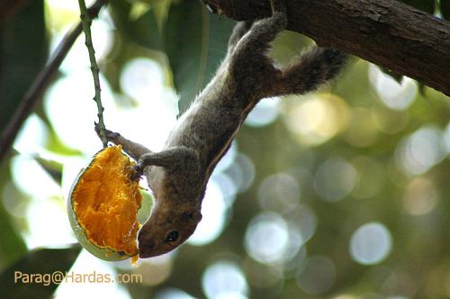 Squrrel Eating Raw Mango - I took this pic in my backyard ... the tree was full of mangoes and it was a feast time for birds and squrrels. I used nikon D70 with 300 mm lense. There is another photograph of a red vented bulbul eating the same mango ... I am posting that picture too.