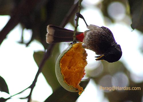 Red Vented Bulbul Eating Raw Mango - This is my second picture in the series ... I have already posted one pic earlier where a squrrel was eating the same mango. I clicked this pic in my backyard where one tree was full of mangoes ... as soon as the mangoes ripen a little, various birds and squrrels feast on them.
