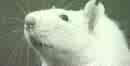 large white rat - some are pets and they are fun, smart and do tricks and all.  some are invaders and must be removed.