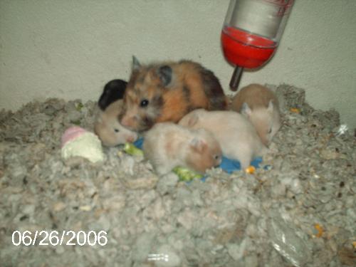 Hamster with babies - A mother hamster with her 3 week old litter of babies.  Mom is tri-colored, dad is satin, some of the babies are satin.